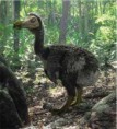 /album/hagamos-algo/el-pajaro-dodo-jpg1/